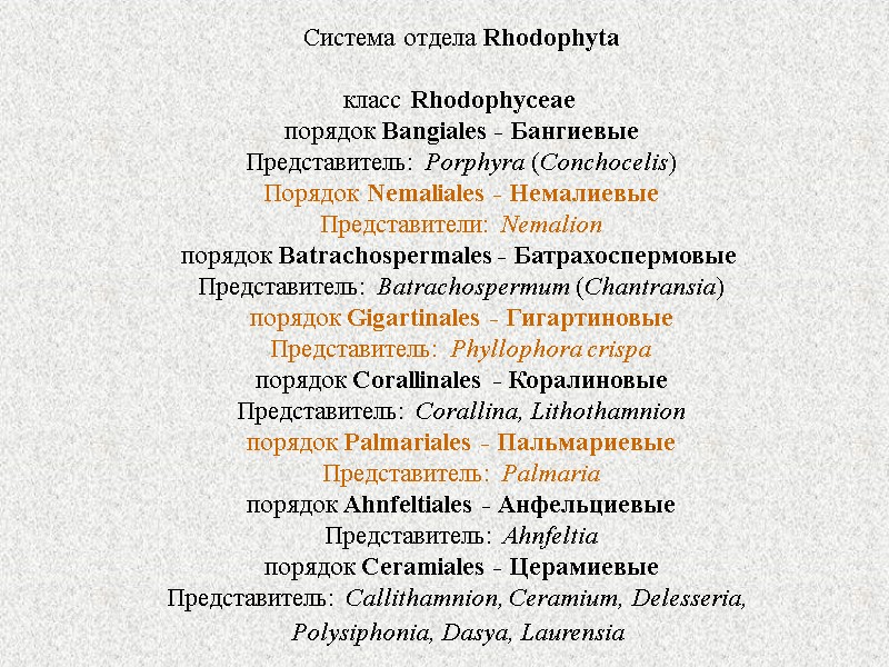 Система отдела Rhodophyta  класс Rhodophyceae  порядок Bangiales - Бангиевые Представитель: Porphyra (Conchocelis)